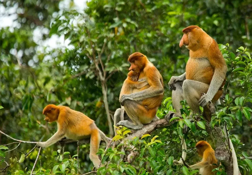 The Proboscis Monkey 