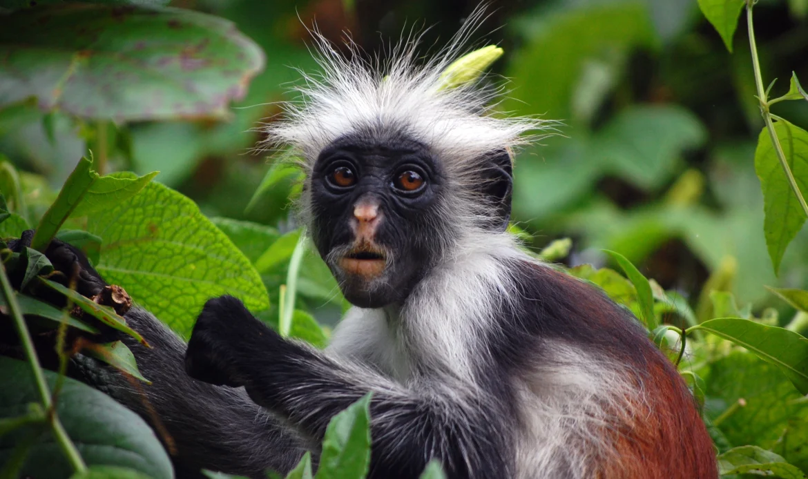 Zanzibar Red Colobus