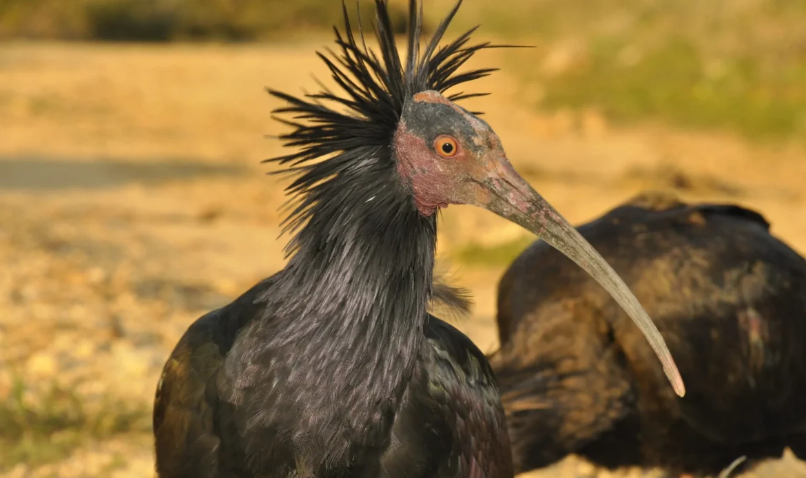 Northern Bald Ibis