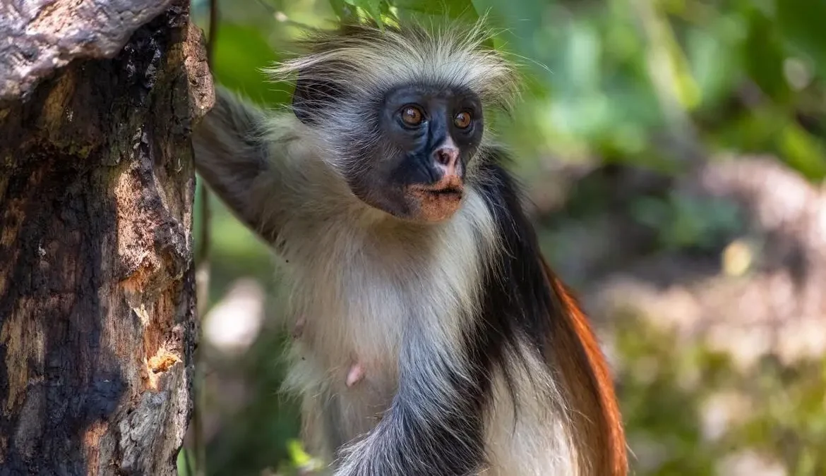 Zanzibar Red Colobus