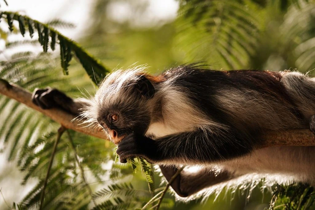 Zanzibar Red Colobus