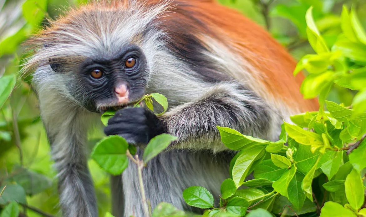 Zanzibar Red Colobus