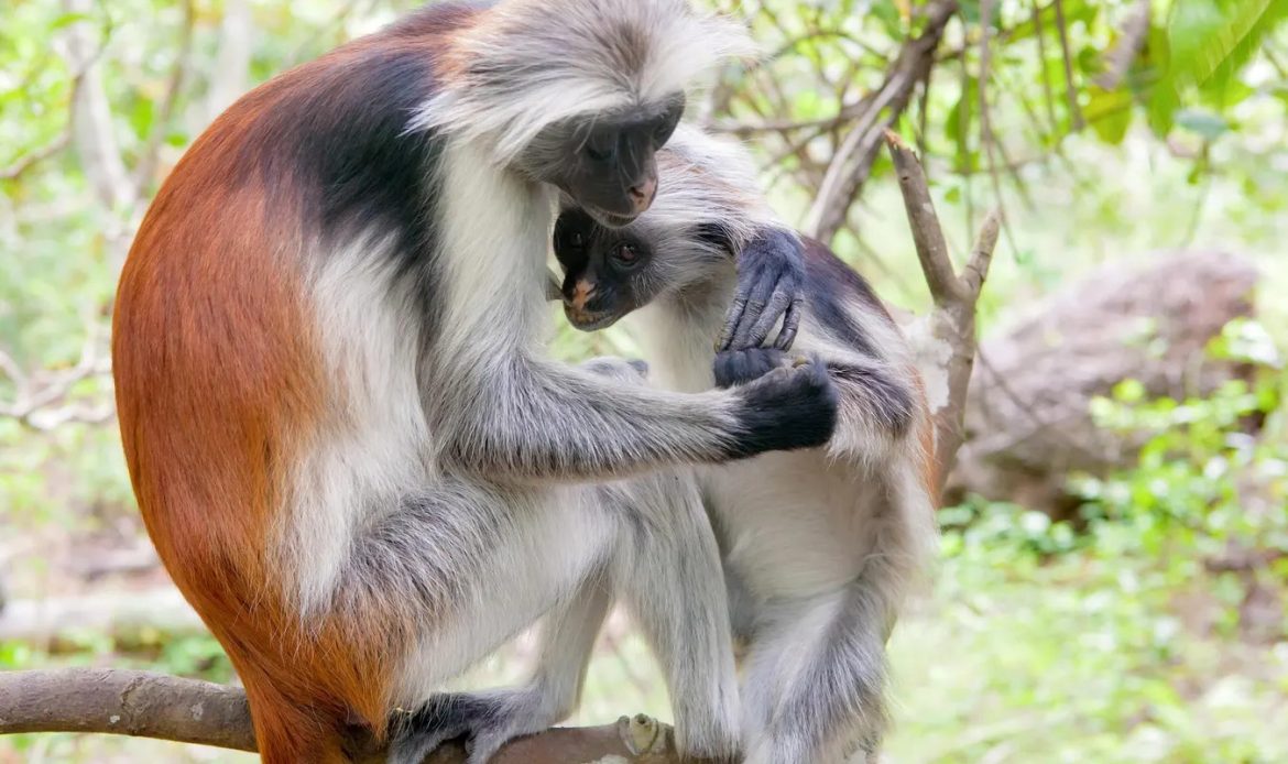 Zanzibar Red Colobus