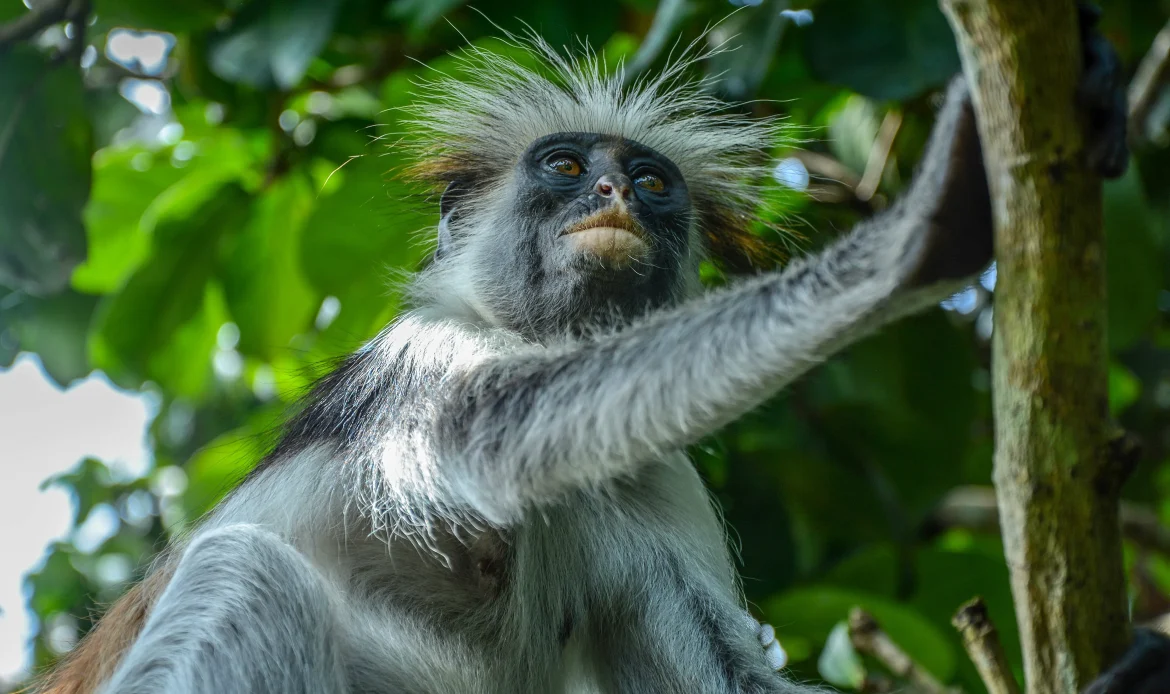 Zanzibar Red Colobus