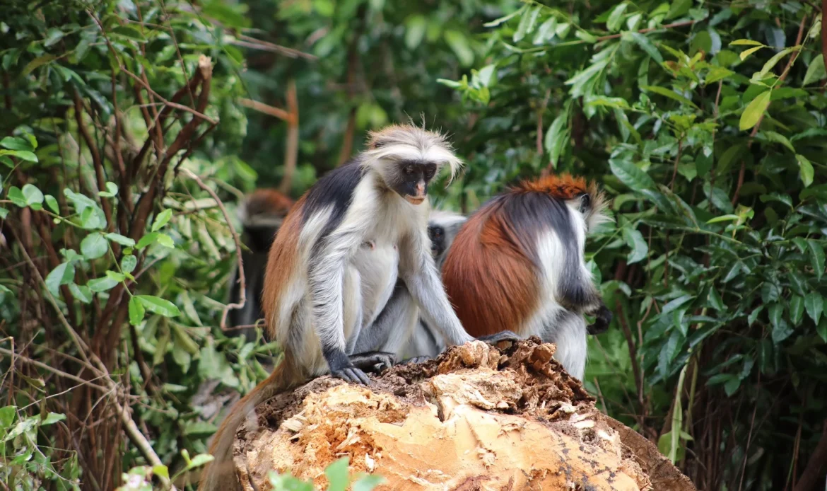 Zanzibar Red Colobus