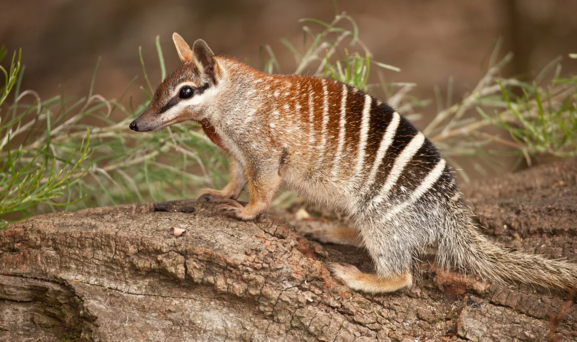 Help Save Wildlife