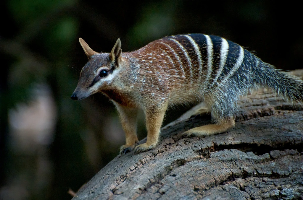 Help Save Wildlife