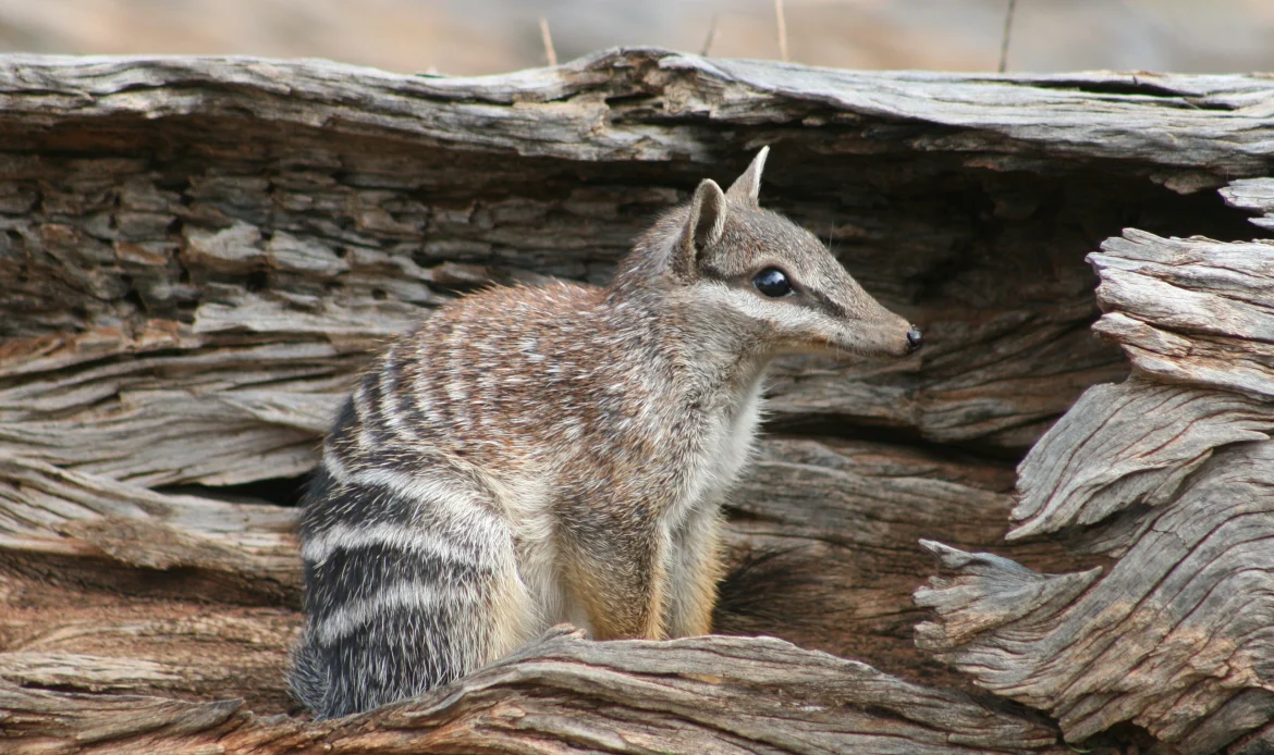 Help Save Wildlife