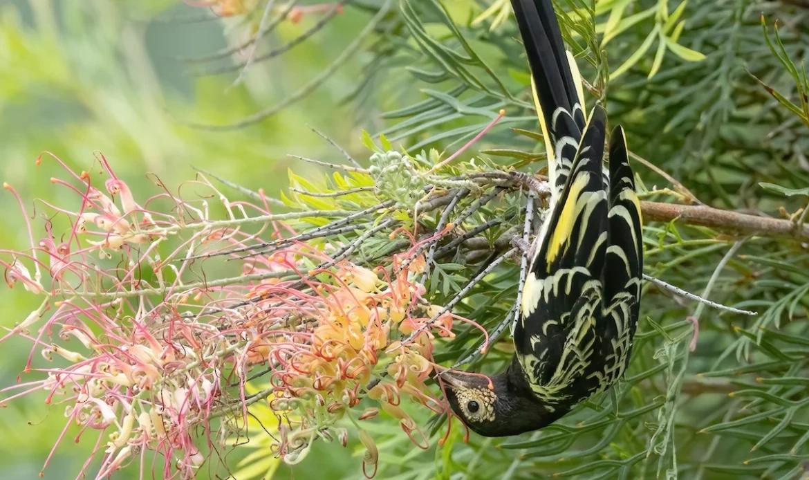 Regent Honeyeater