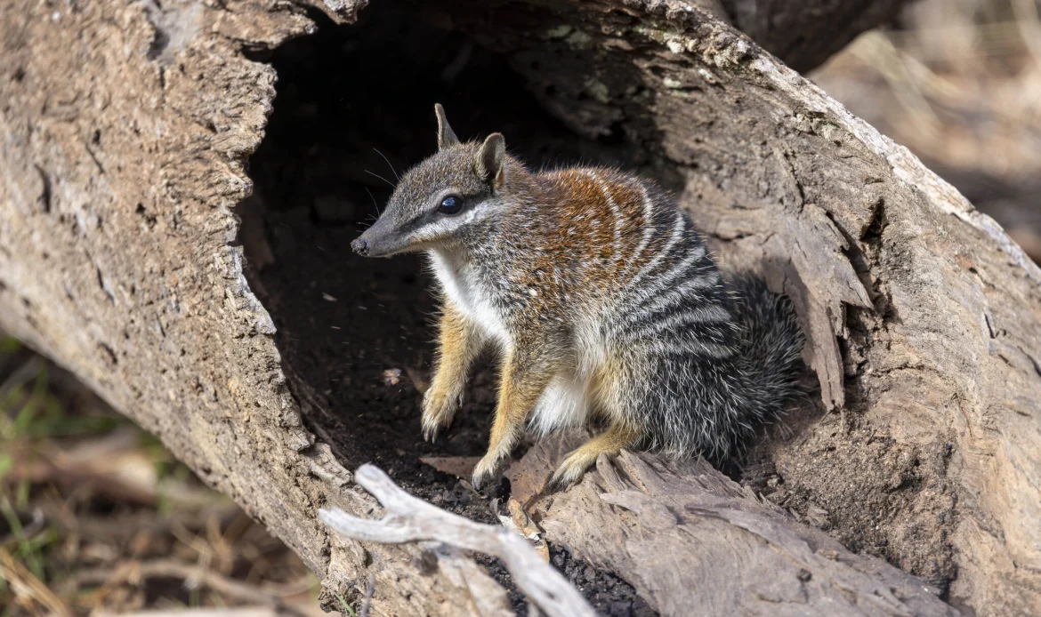 Help Save Wildlife