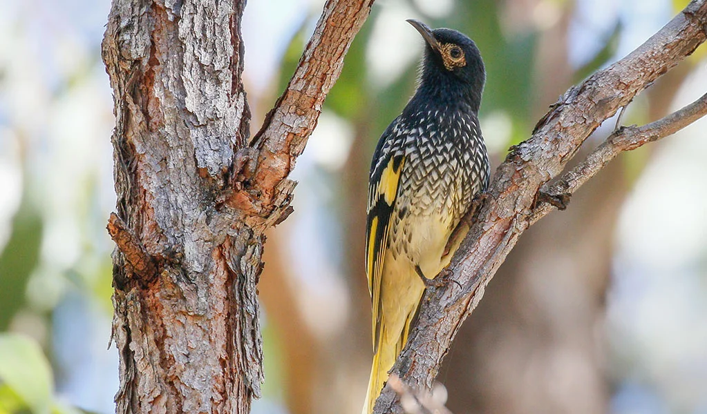 Regent Honeyeater
