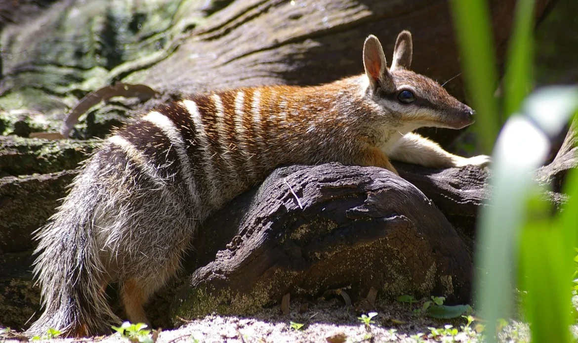 Help Save Wildlife