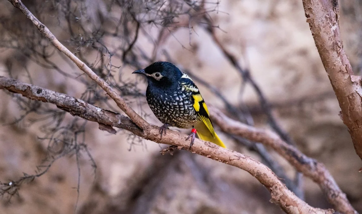 Regent Honeyeater