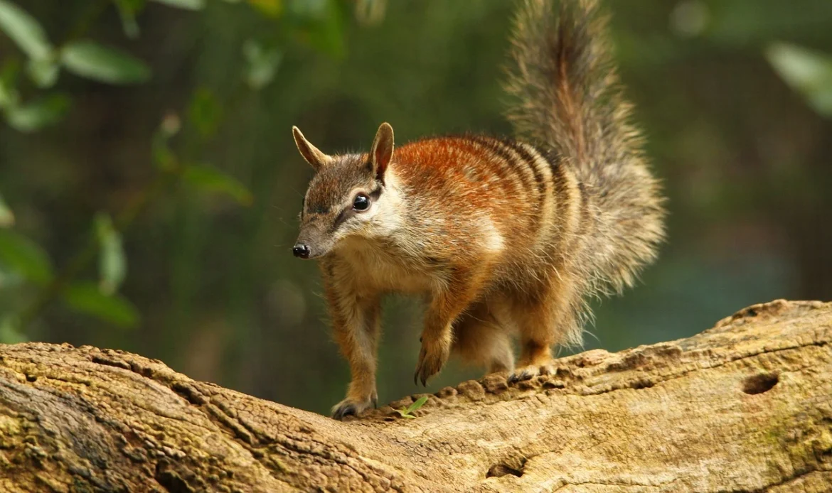 Help Save Wildlife