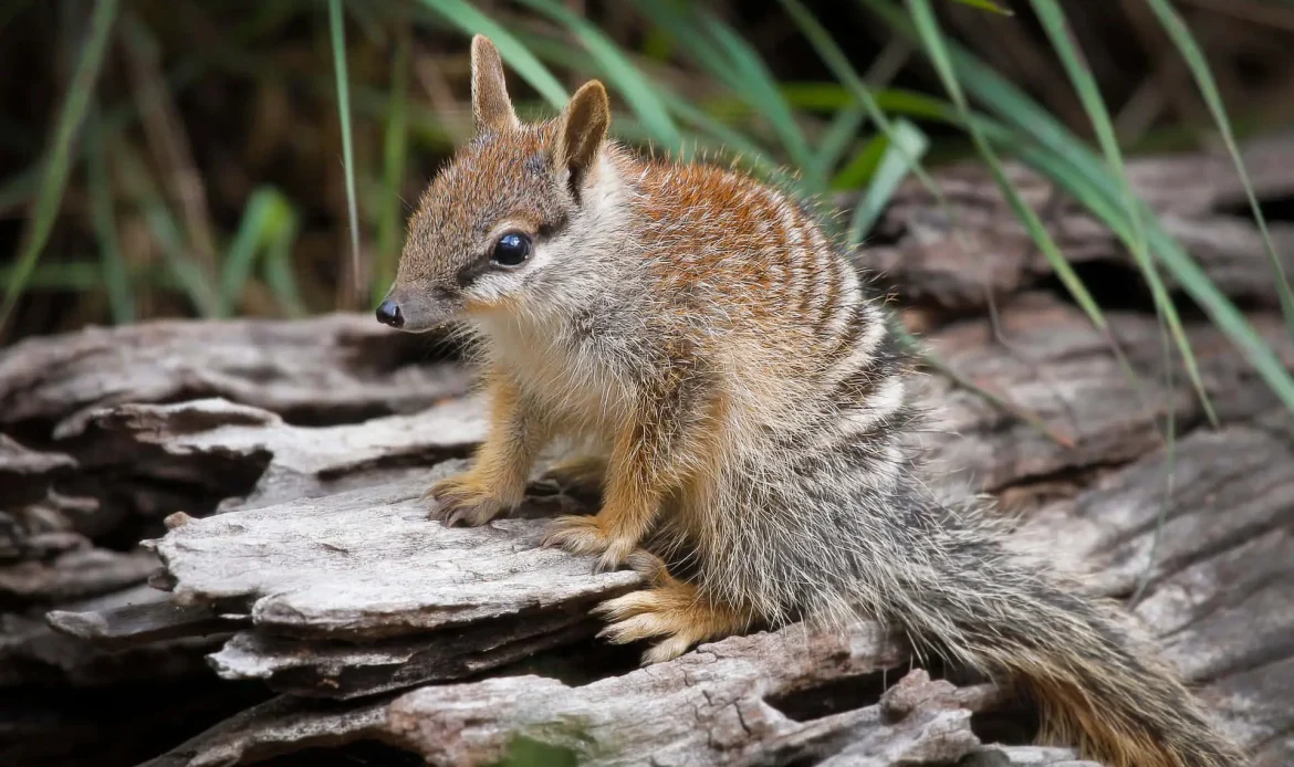 Help Save Wildlife