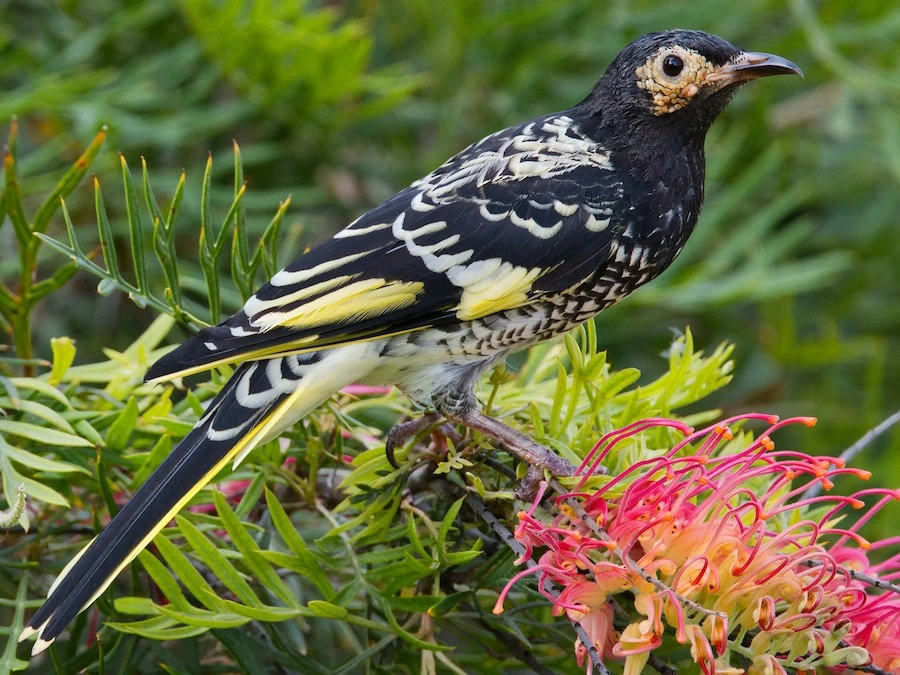 Regent Honeyeater