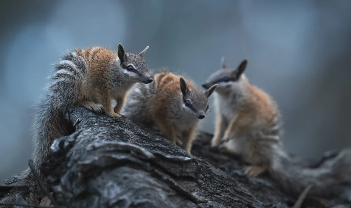 Help Save Wildlife