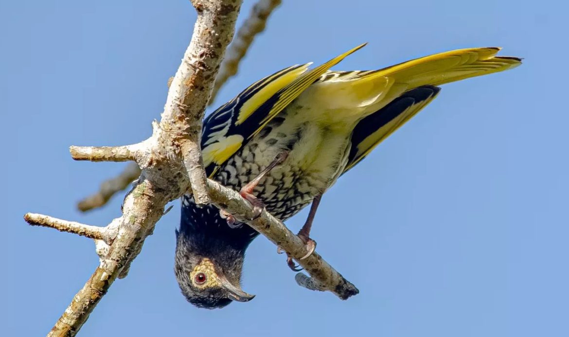 Regent Honeyeater