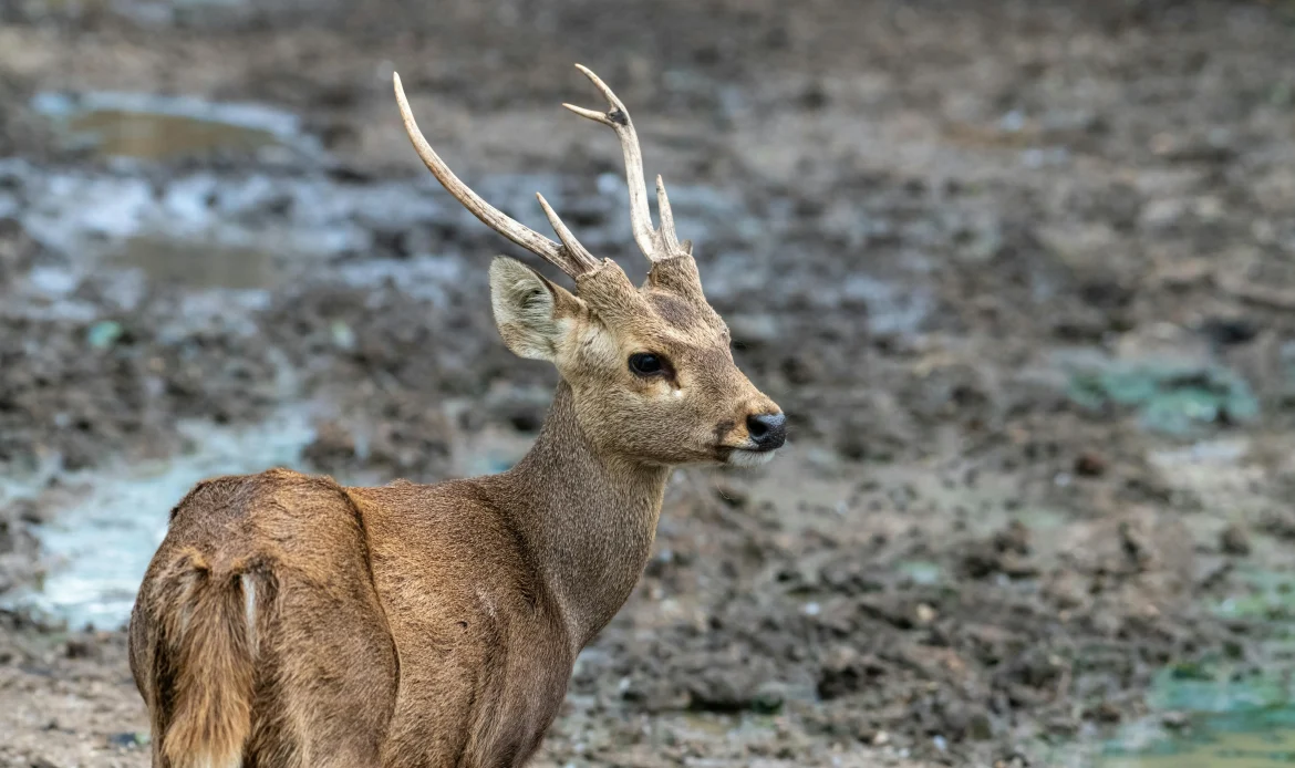 Bawean Deer
