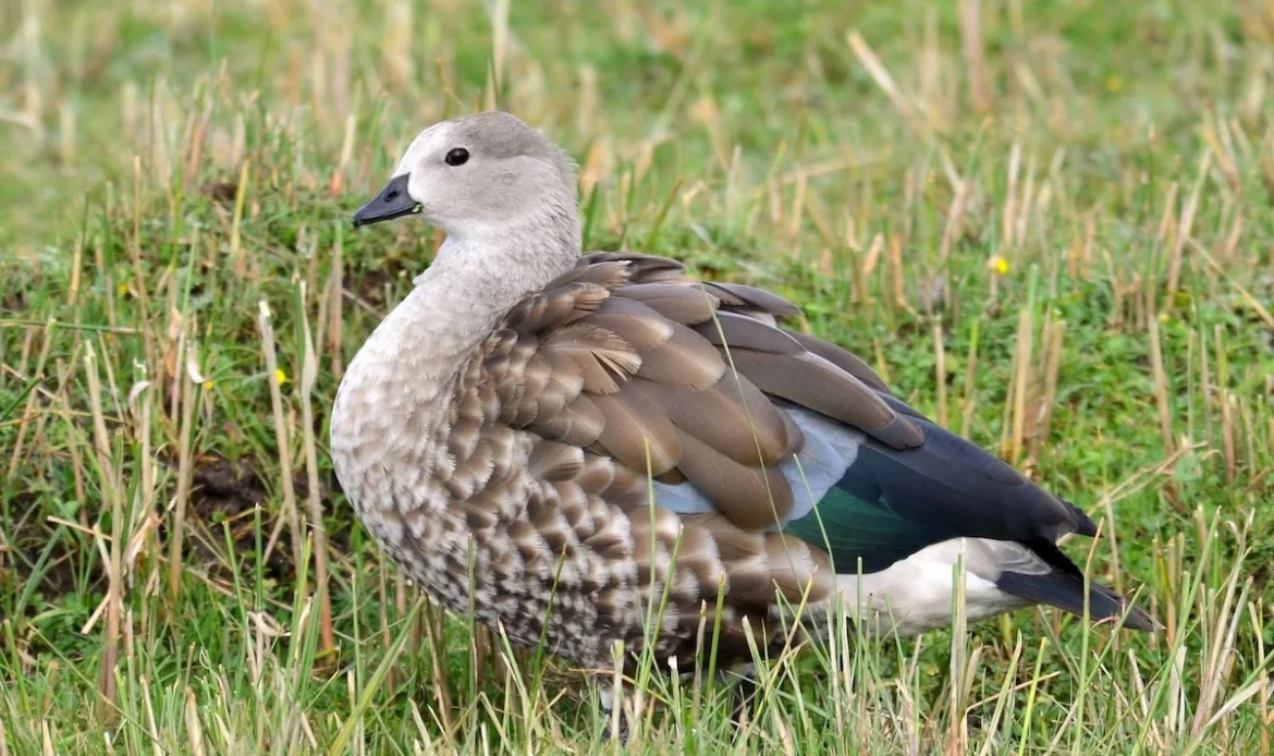 Blue-winged Goose