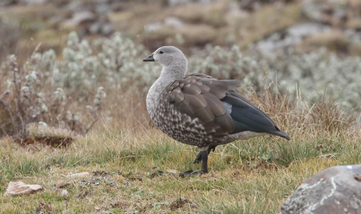 Blue-winged Goose