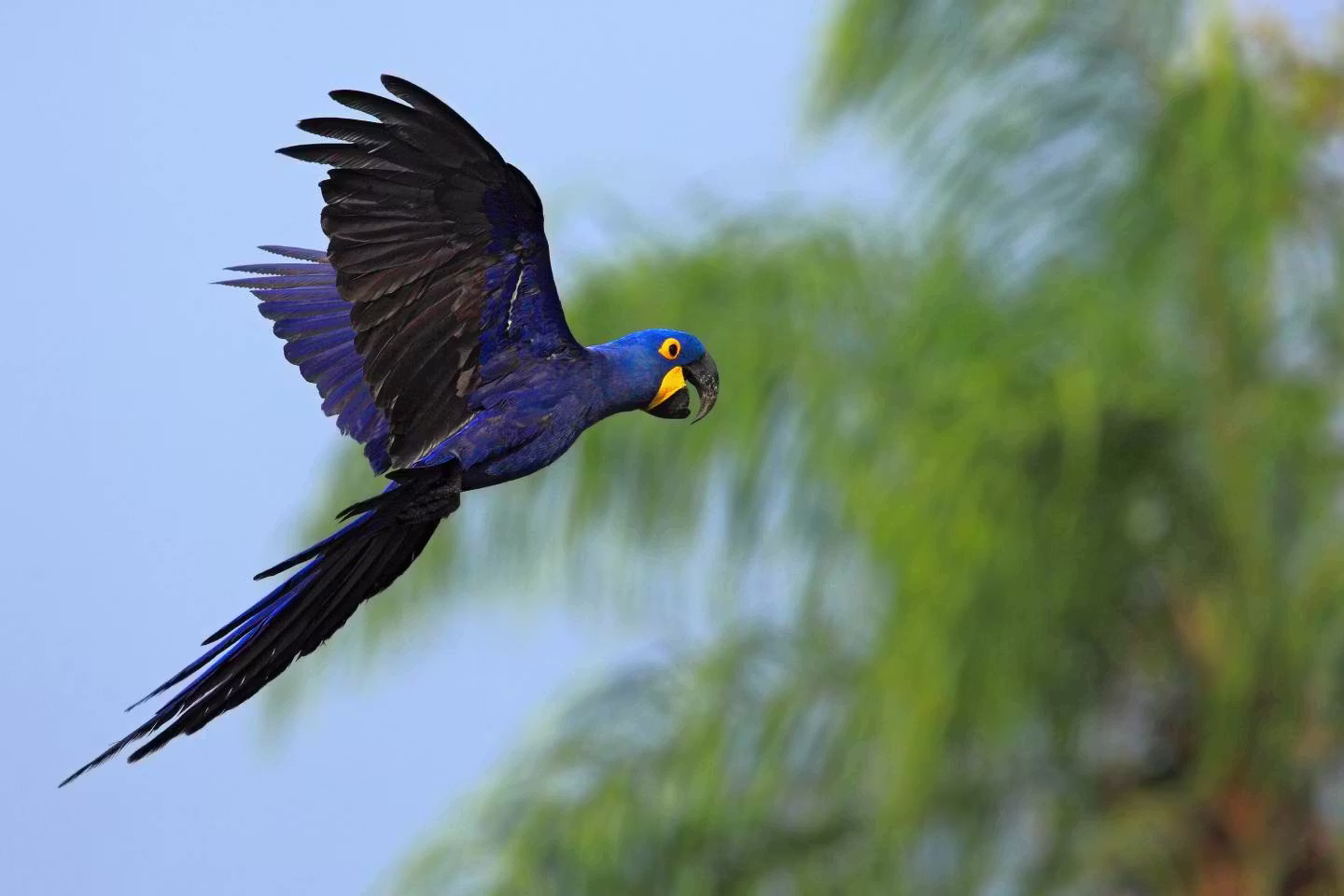 Hyacinth Macaw