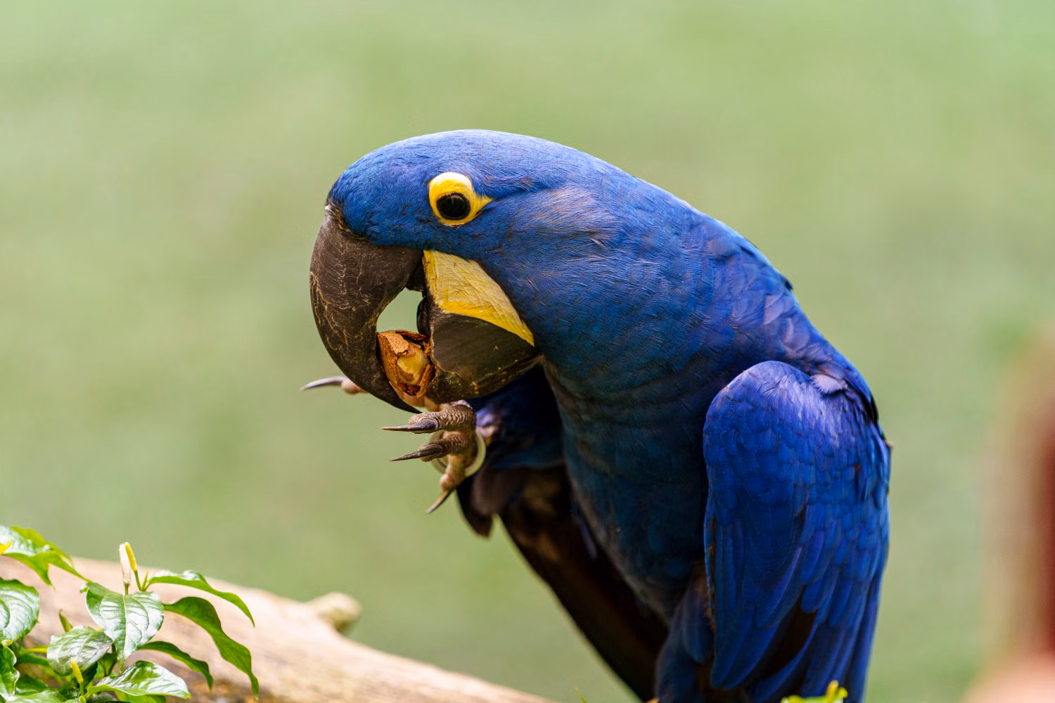 Hyacinth Macaw
