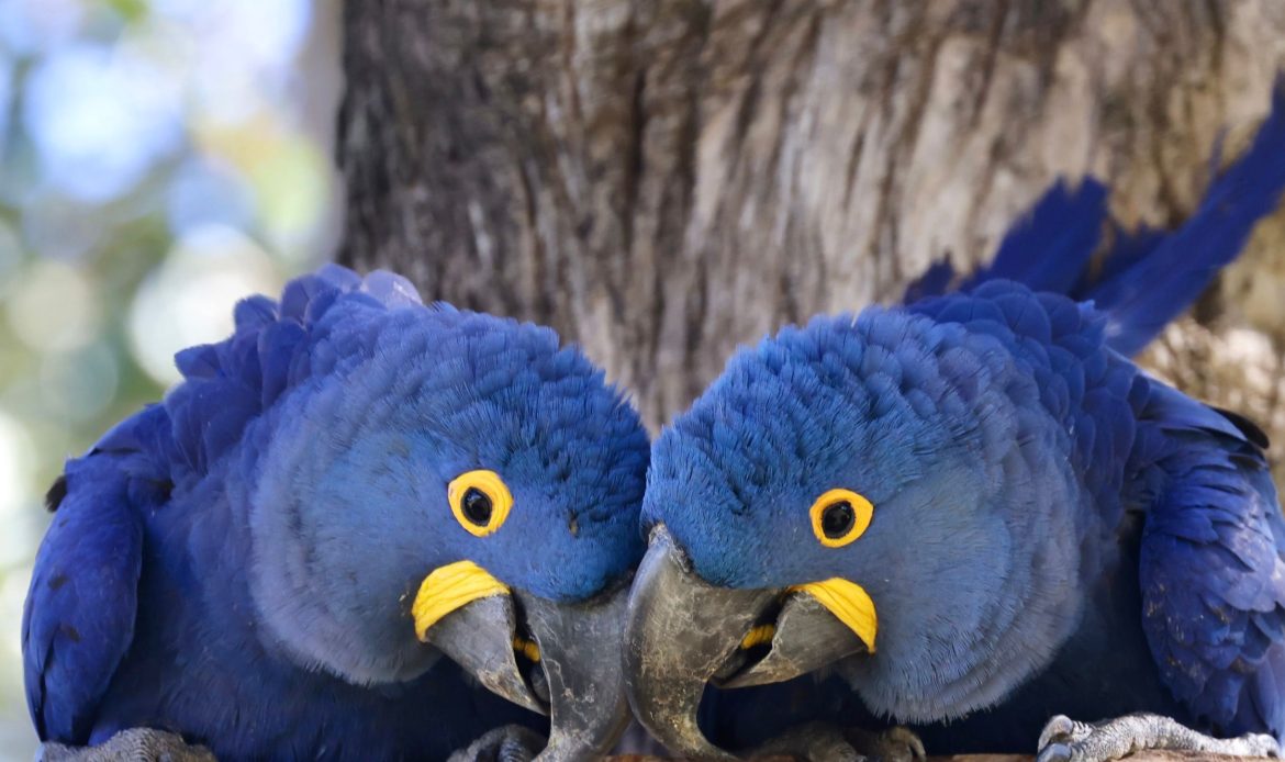 Hyacinth Macaw